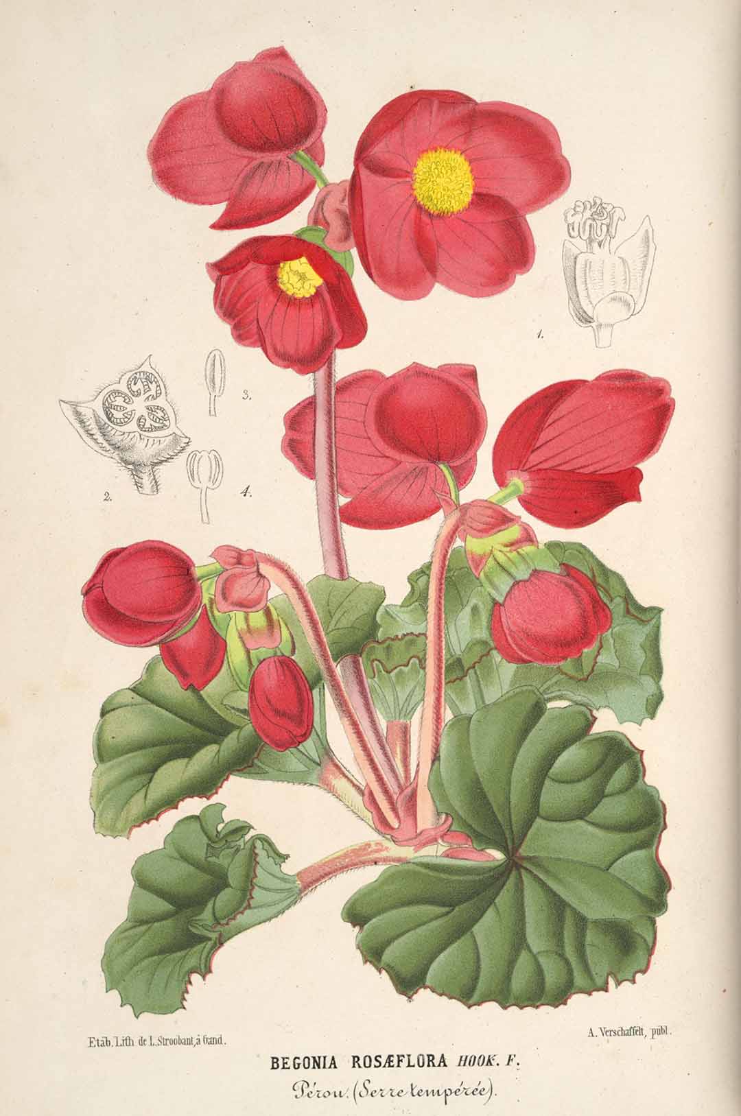 B. ‘Rosaeflora’